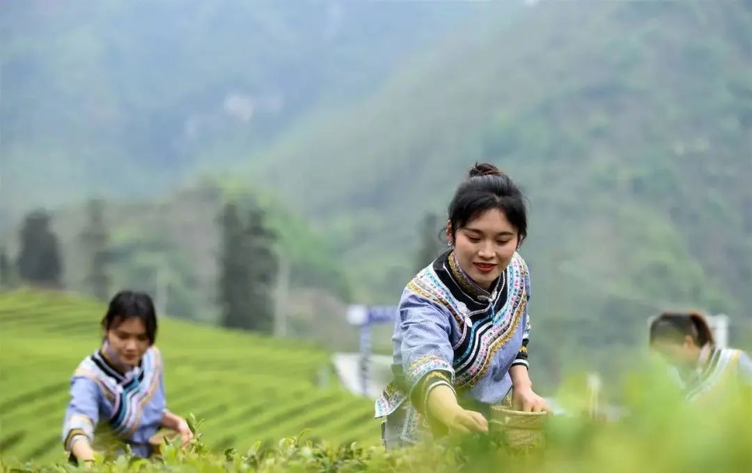 春茶采摘集锦丨这个春天 一同去贵州的茶山上感受茶香茶韵~