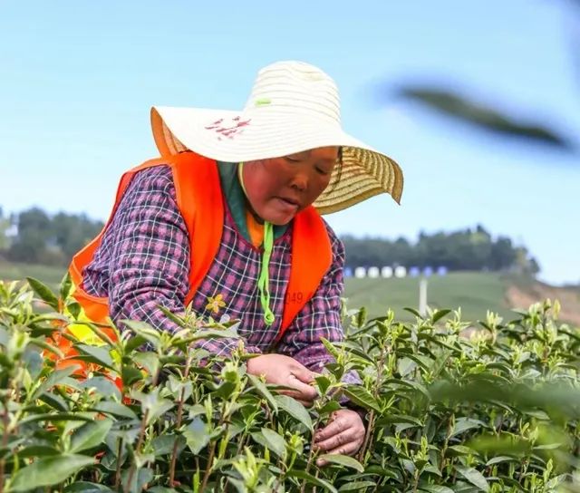 春茶采摘集锦丨这个春天 一同去贵州的茶山上感受茶香茶韵~