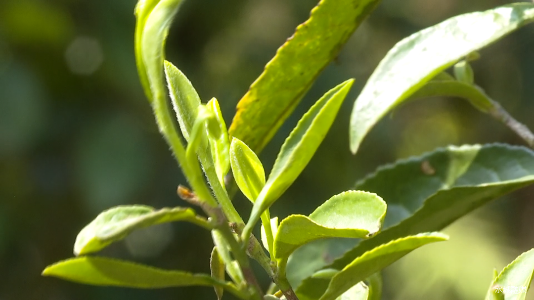 春茶采摘集锦丨这个春天 一同去贵州的茶山上感受茶香茶韵~