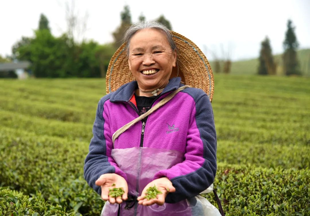 春茶采摘集锦丨这个春天 一同去贵州的茶山上感受茶香茶韵~