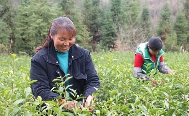 春茶采摘集锦丨这个春天 一同去贵州的茶山上感受茶香茶韵~