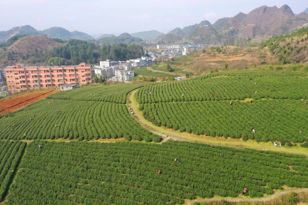 春茶采摘集锦丨这个春天 一同去贵州的茶山上感受茶香茶韵~