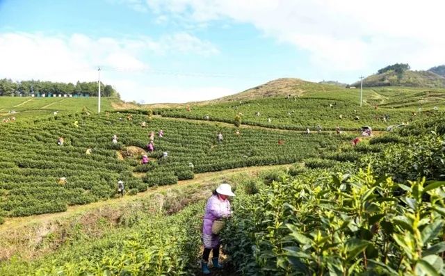 春茶采摘集锦丨这个春天 一同去贵州的茶山上感受茶香茶韵~