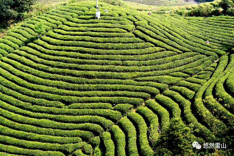 春茶采摘集锦丨这个春天 一同去贵州的茶山上感受茶香茶韵~