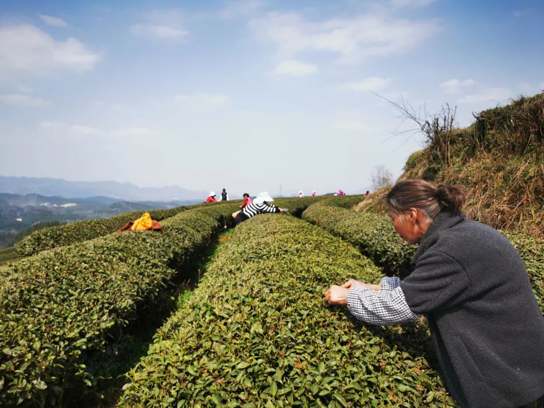 春茶采摘集锦丨这个春天 一同去贵州的茶山上感受茶香茶韵~