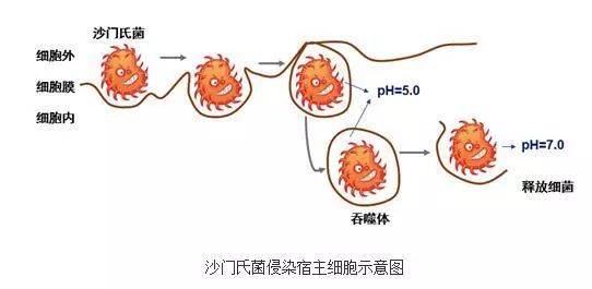 巧克力蛋变「脏蛋」？费列罗涉嫌沙门氏菌感染