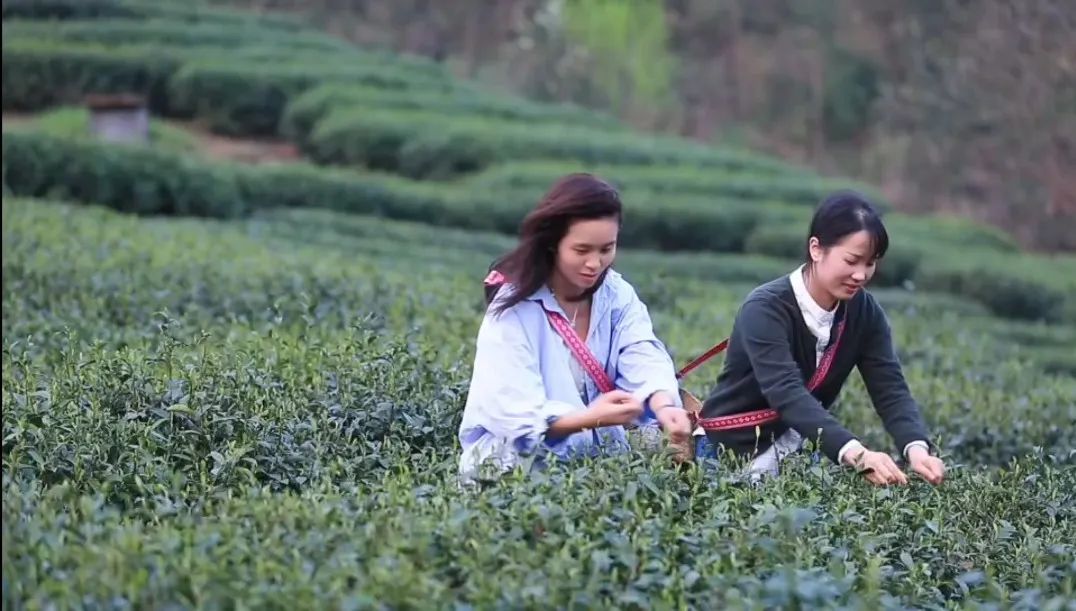 黔东南州首届最美茶艺师评选结果“出炉”