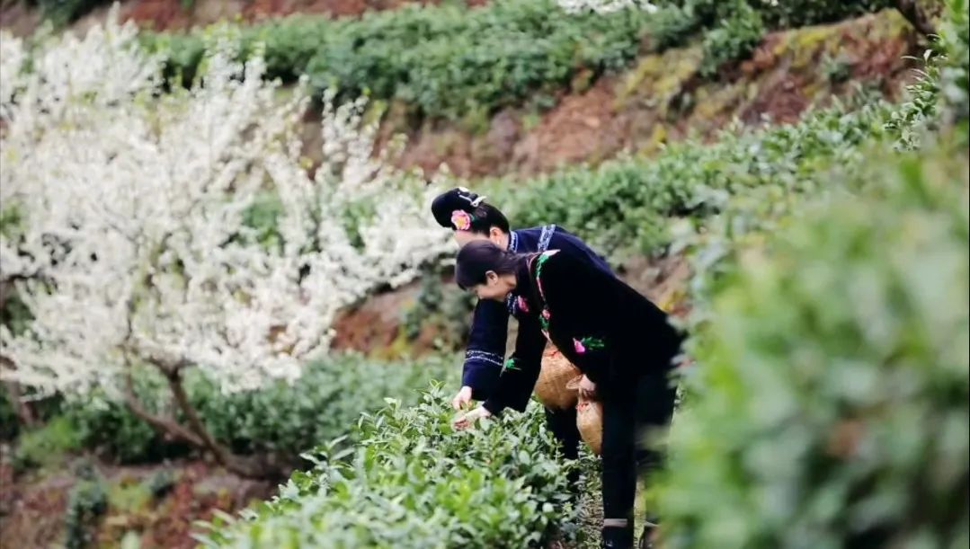 黔东南州首届最美茶艺师评选结果“出炉”