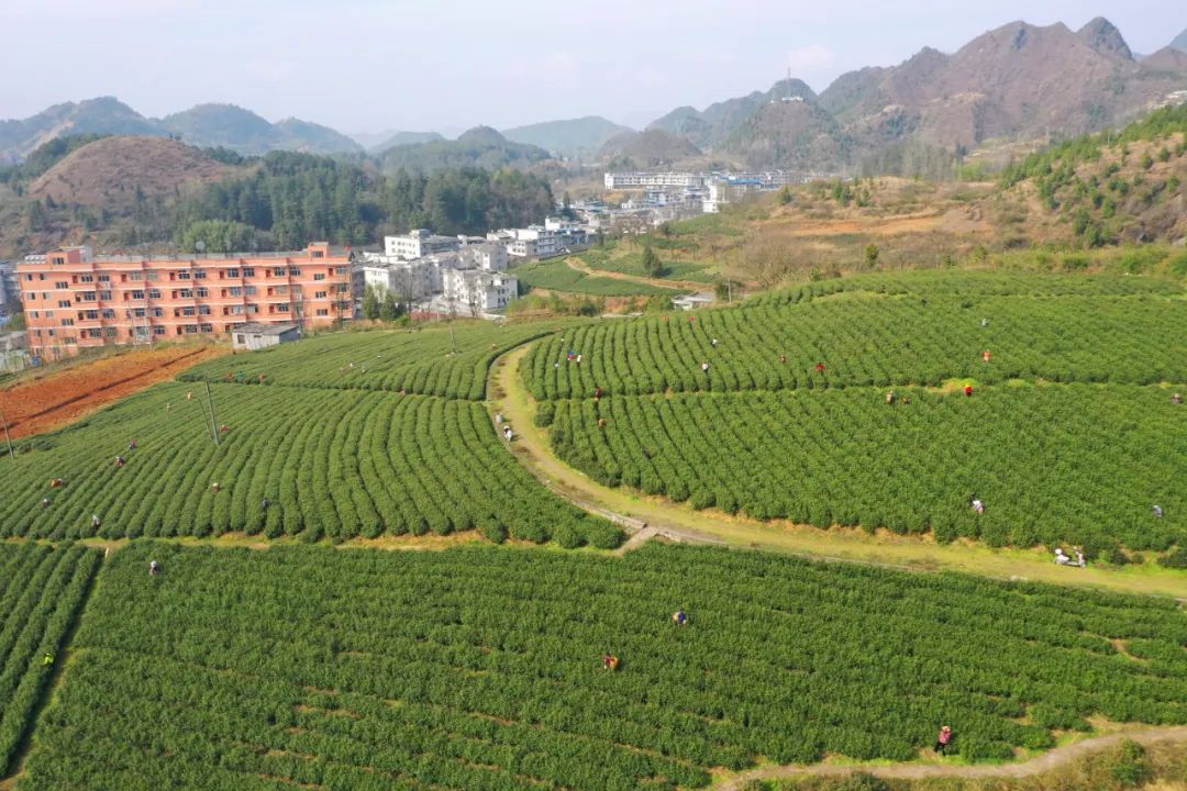 《贵州省2022年特色优势产业巩固提升行动方案》发布，贵州绿茶被重点扶持