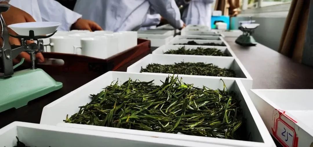 “贵州绿茶”公开征集实物标准样