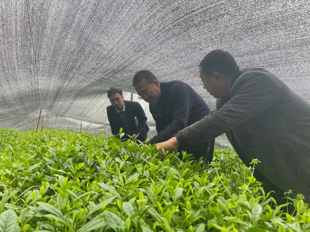 贵茶创始人王晓春到联盟企业调研春茶生产