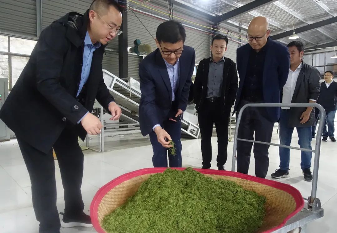 中国茶业商学院执行副院长欧阳道坤到都匀调研茶产业发展情况