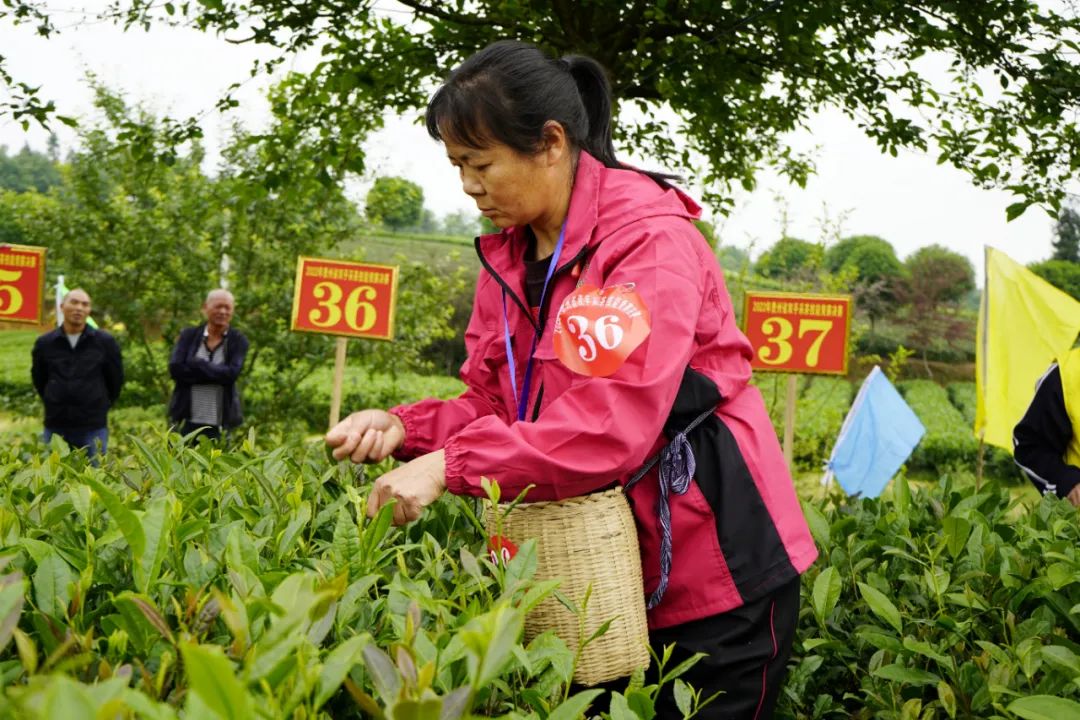 胡继承:勤劳的双手开启了贵州茶的春天