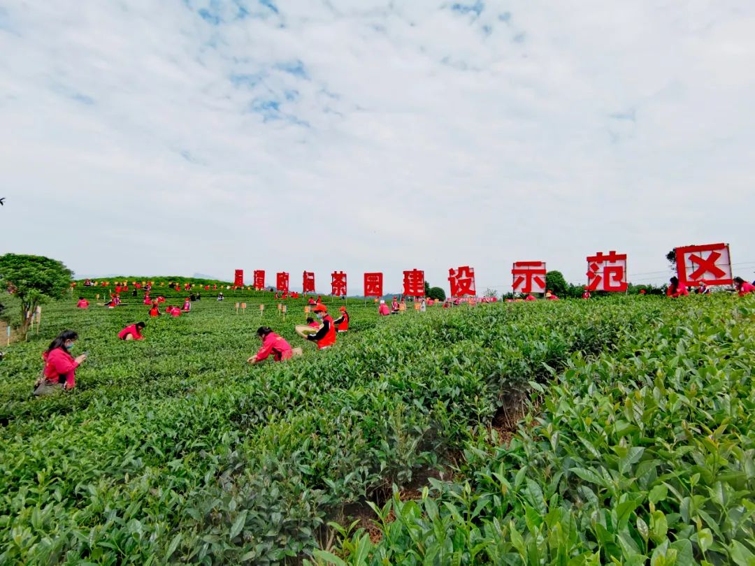 胡继承:勤劳的双手开启了贵州茶的春天