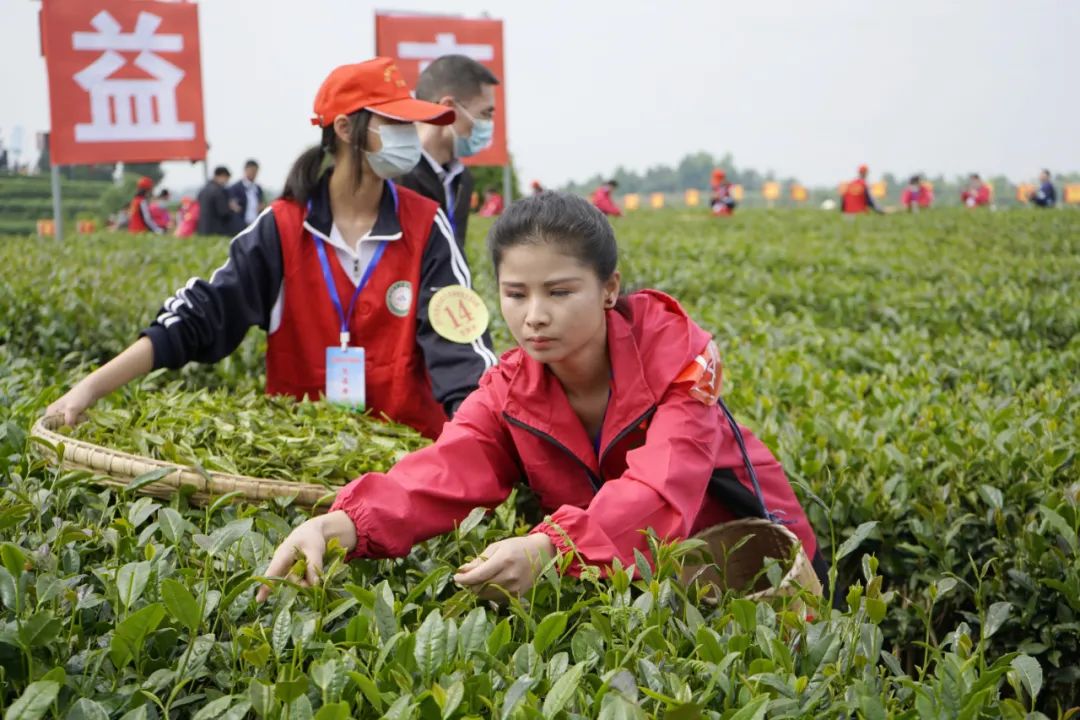 胡继承:勤劳的双手开启了贵州茶的春天