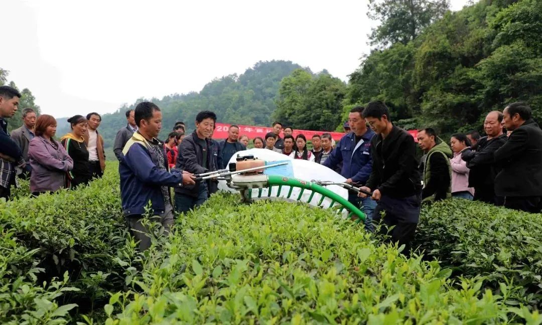 金沙贡茶开展机械采茶现场操作培训