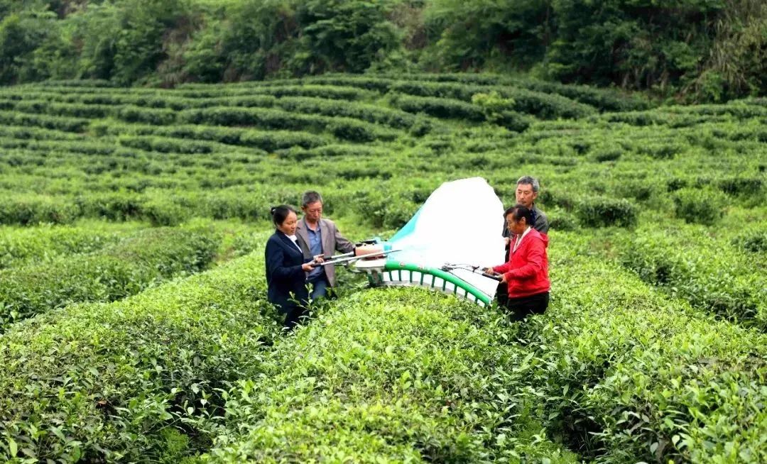 金沙贡茶开展机械采茶现场操作培训