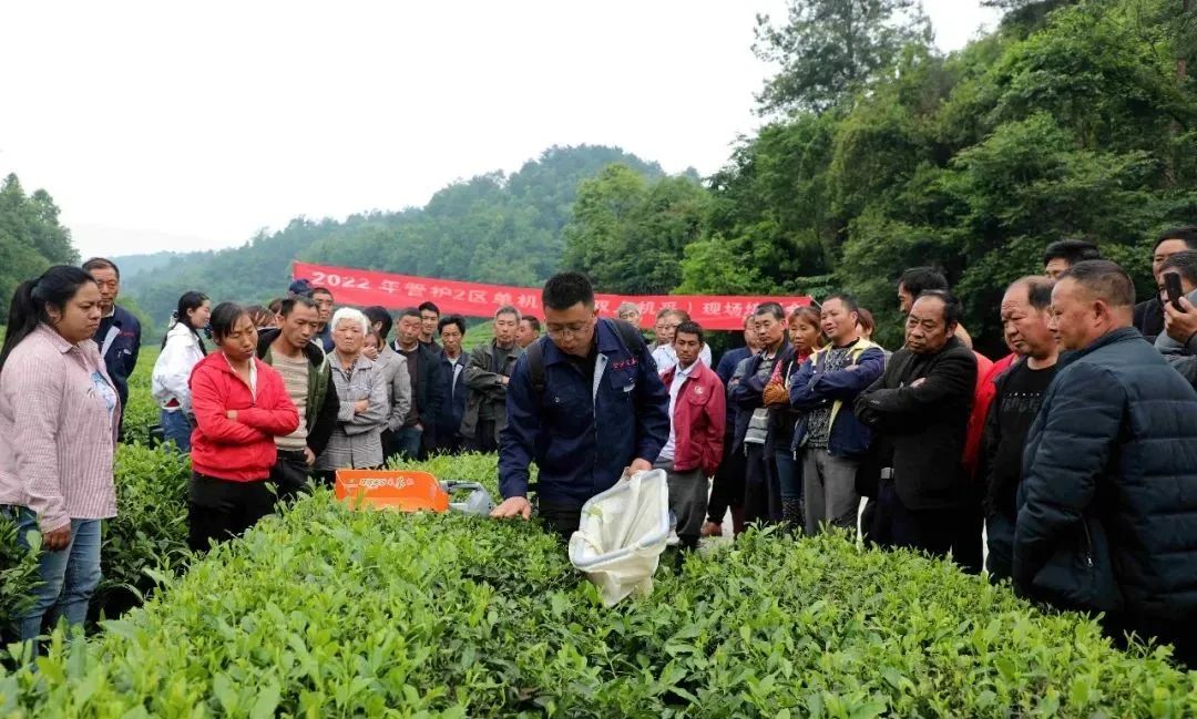 金沙贡茶开展机械采茶现场操作培训