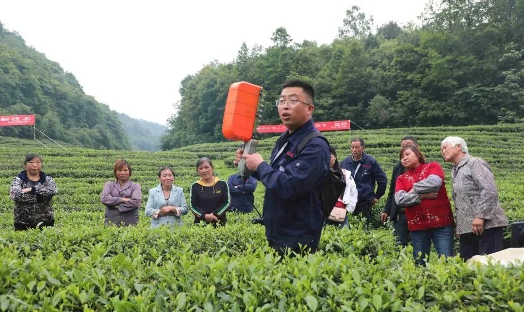 金沙贡茶开展机械采茶现场操作培训