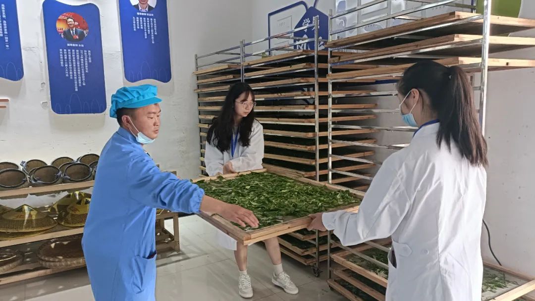 贵州省茶文化研究会2022年第二期茶叶加工专项职业技能考核在湄潭举行