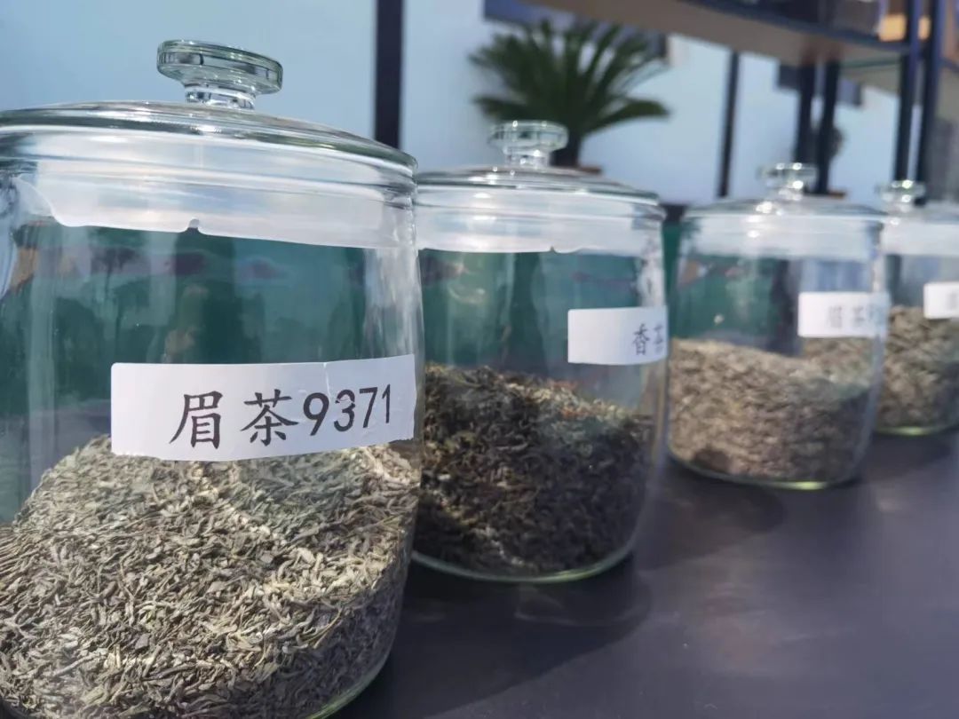 让干净黔茶真正实现“全球共享”！栗香茶业流河渡茶厂出口茶开机仪式在湄潭举行