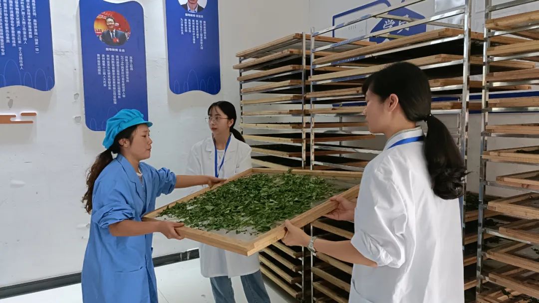 贵州省茶文化研究会2022年第三期茶叶加工专项职业技能考核在湄潭举行