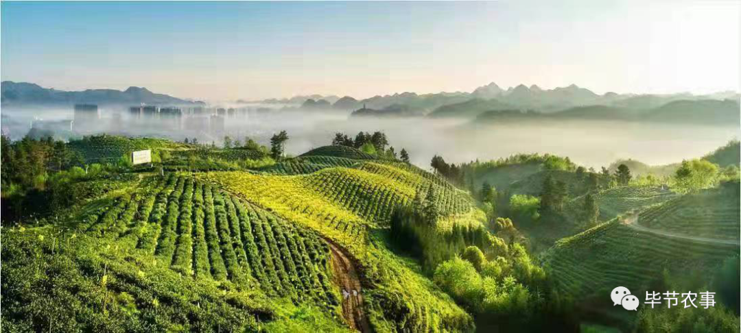 浙江省安吉县第一家贵州绿茶品牌店揭牌