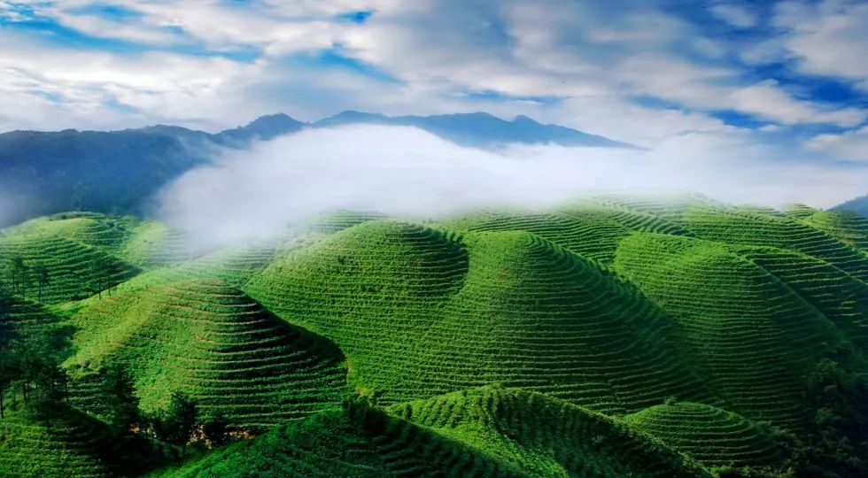 中茶携手贵州旅投集团布局贵州茶产业