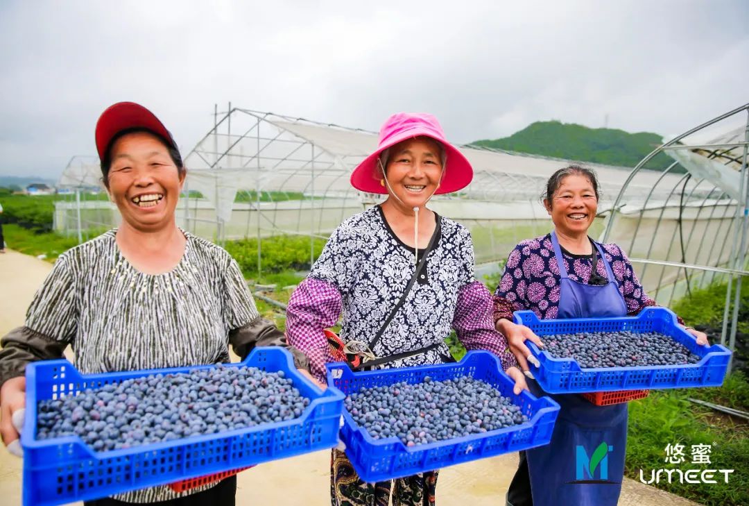 云上生态 灿烂启航 第二届茅台悠蜜节举行 茅台家族又添美产品