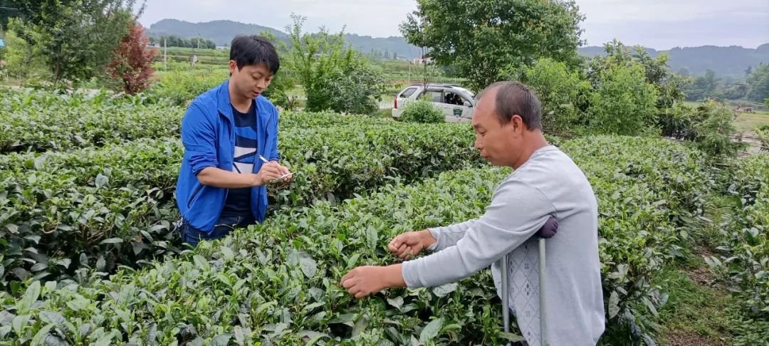 茶叶加工赛榜样丨唐彬彬：老师教我做好茶 我教农民奔小康