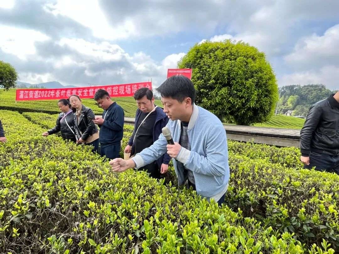 茶叶加工赛榜样丨唐彬彬：老师教我做好茶 我教农民奔小康