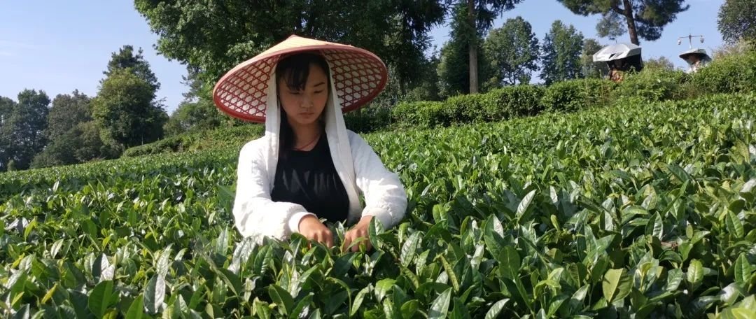 8月茶情丨全省掀起培训热潮 “95后”登顶加工赛