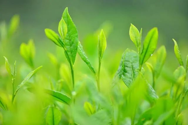 2022中国品牌价值评价信息在京发布 “贵州绿茶”入围区域品牌百强行列