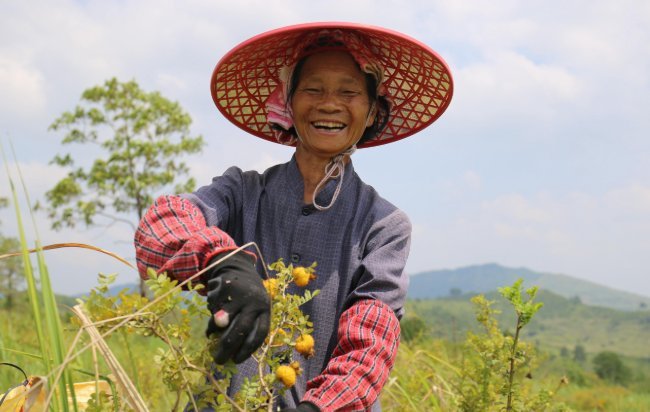 荔波：刺梨变身“黄金果” 扮靓荒山鼓起钱包