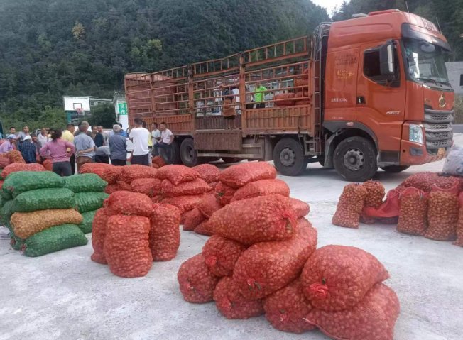 荔波：刺梨变身“黄金果” 扮靓荒山鼓起钱包