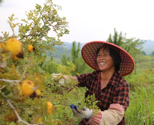 荔波：刺梨变身“黄金果” 扮靓荒山鼓起钱包