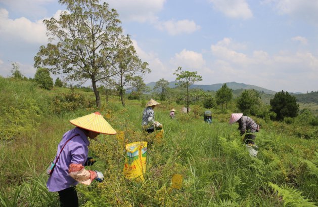 荔波：刺梨变身“黄金果” 扮靓荒山鼓起钱包