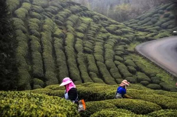 这个国庆 踏着秋风 一起去贵州的茶山中感受茶香茶韵吧！