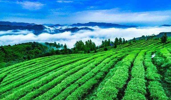 这个国庆 踏着秋风 一起去贵州的茶山中感受茶香茶韵吧！