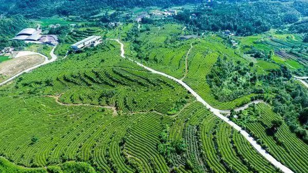 这个国庆 踏着秋风 一起去贵州的茶山中感受茶香茶韵吧！