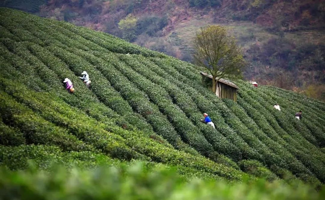 这个国庆 踏着秋风 一起去贵州的茶山中感受茶香茶韵吧！