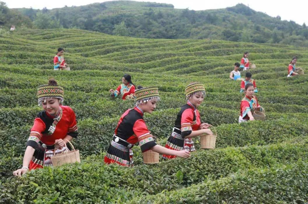 这个国庆 踏着秋风 一起去贵州的茶山中感受茶香茶韵吧！