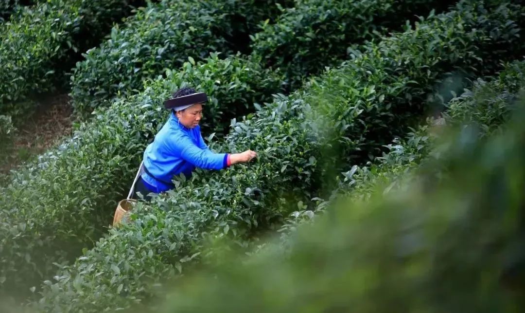 这个国庆 踏着秋风 一起去贵州的茶山中感受茶香茶韵吧！