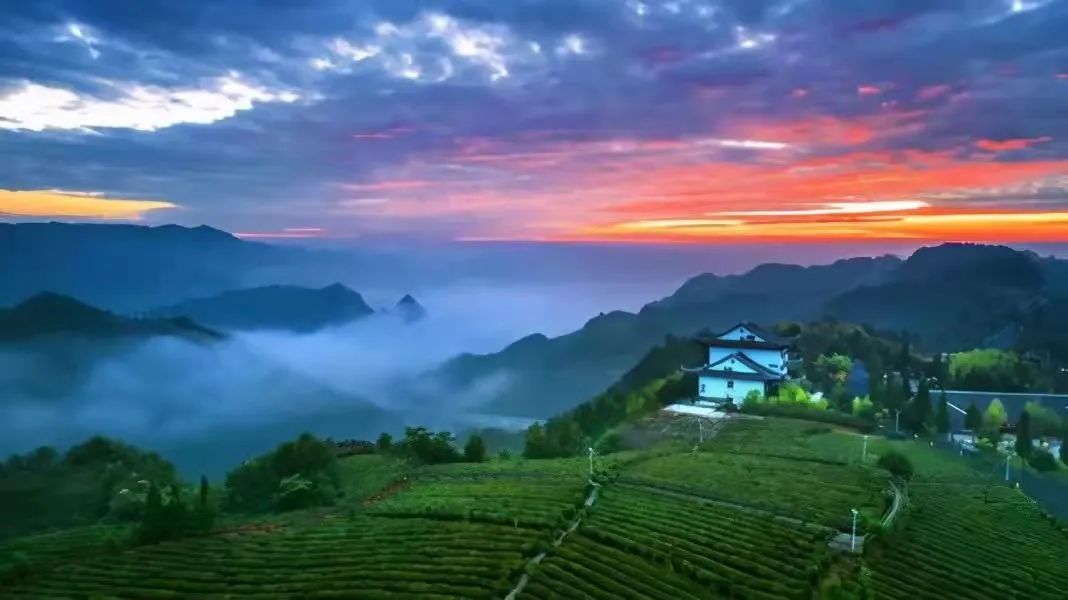 这个国庆 踏着秋风 一起去贵州的茶山中感受茶香茶韵吧！