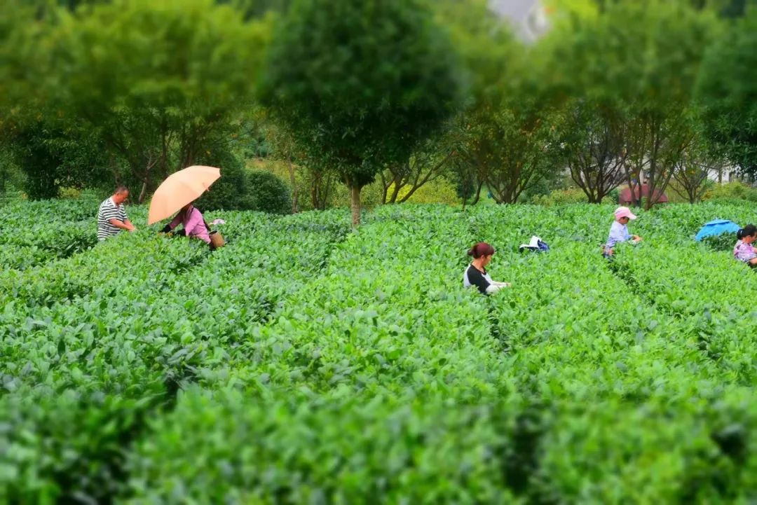 这个国庆 踏着秋风 一起去贵州的茶山中感受茶香茶韵吧！