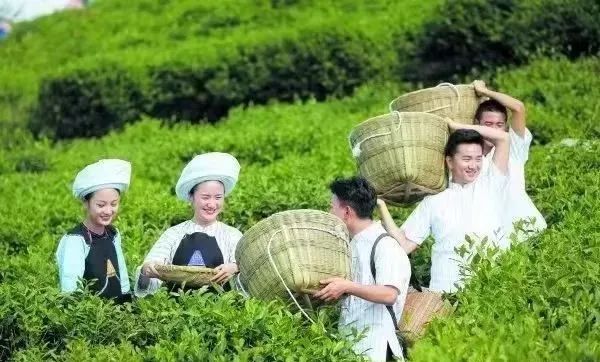 这个国庆 踏着秋风 一起去贵州的茶山中感受茶香茶韵吧！