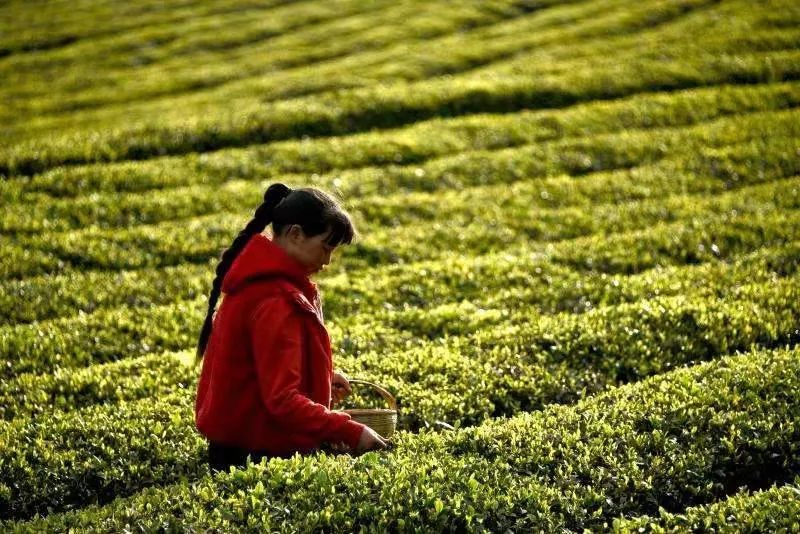 这个国庆 踏着秋风 一起去贵州的茶山中感受茶香茶韵吧！