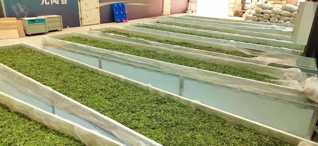 万亩茶山茶飘香 秋茶生产正当时