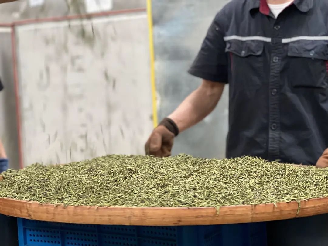 万亩茶山茶飘香 秋茶生产正当时