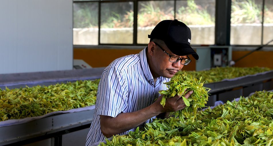 品牌人物·黔茶丨蒋庆松：让石漠荒山披茶绿